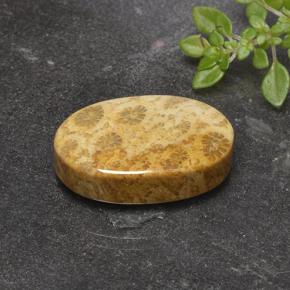 14.69カラットの天然マルチカラー化石サンゴ、オーバルカット、オペーク