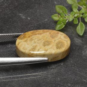 14.69カラットの天然マルチカラー化石サンゴ、オーバルカット、オペーク