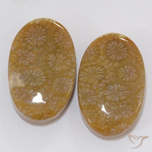 Shop natural 28.62ct マルチカラー 化石サンゴ gems, 楕円形, from インドネシア at GemSelect. In stock, global shipping!