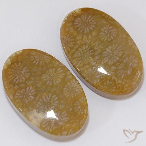 Shop natural 28.62ct マルチカラー 化石サンゴ gems, 楕円形, from インドネシア at GemSelect. In stock, global shipping!