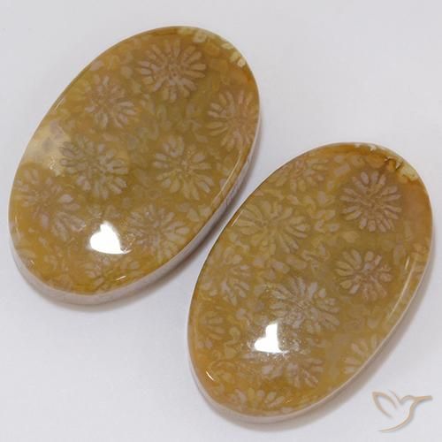 Shop natural 28.62ct マルチカラー 化石サンゴ gems, 楕円形, from インドネシア at GemSelect. In stock, global shipping!