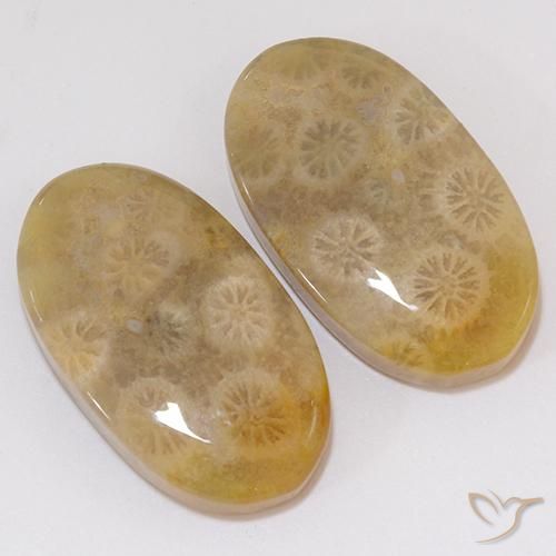 Shop natural 21.91ct マルチカラー 化石サンゴ gems, 楕円形, from インドネシア at GemSelect. In stock, global shipping!