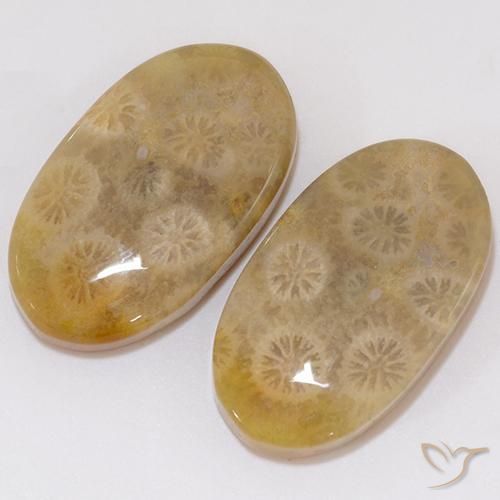 Shop natural 21.91ct マルチカラー 化石サンゴ gems, 楕円形, from インドネシア at GemSelect. In stock, global shipping!