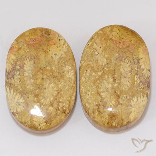 Shop natural 27.27ct マルチカラー 化石サンゴ gems, 楕円形, from インドネシア at GemSelect. In stock, global shipping!