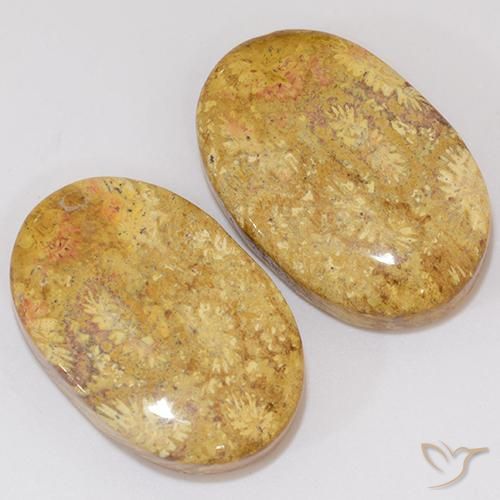Shop natural 27.27ct マルチカラー 化石サンゴ gems, 楕円形, from インドネシア at GemSelect. In stock, global shipping!