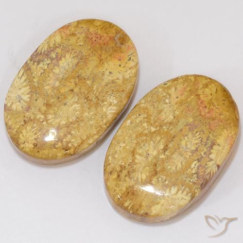 Shop natural 27.27ct マルチカラー 化石サンゴ gems, 楕円形, from インドネシア at GemSelect. In stock, global shipping!