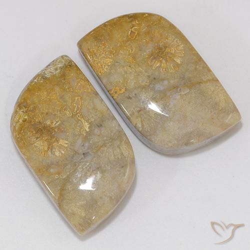 Shop natural 18.02ct マルチカラー 化石サンゴ gems, ファンシー, from インドネシア at GemSelect. In stock, global shipping!