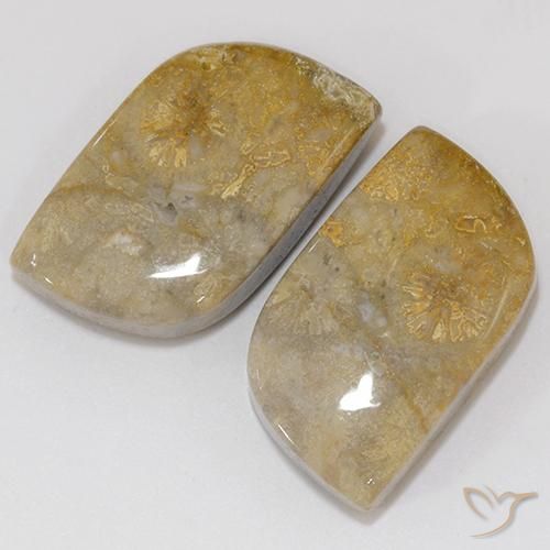 Shop natural 18.02ct マルチカラー 化石サンゴ gems, ファンシー, from インドネシア at GemSelect. In stock, global shipping!