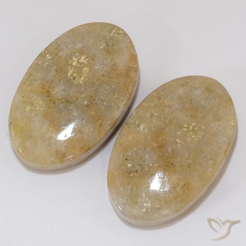 Shop natural 27.02ct マルチカラー 化石サンゴ gems, 楕円形, from インドネシア at GemSelect. In stock, global shipping!
