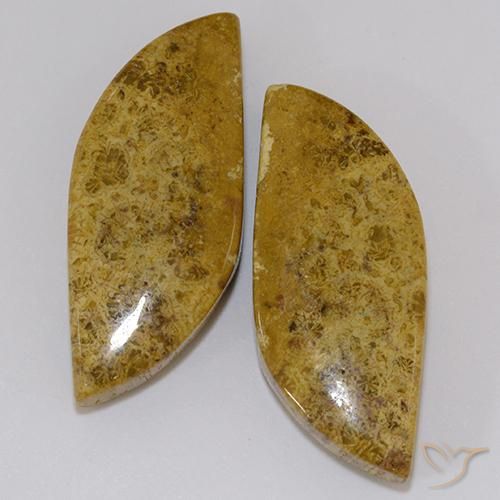 Shop natural 23.61ct マルチカラー 化石サンゴ gems, ファンシー, from インドネシア at GemSelect. In stock, global shipping!