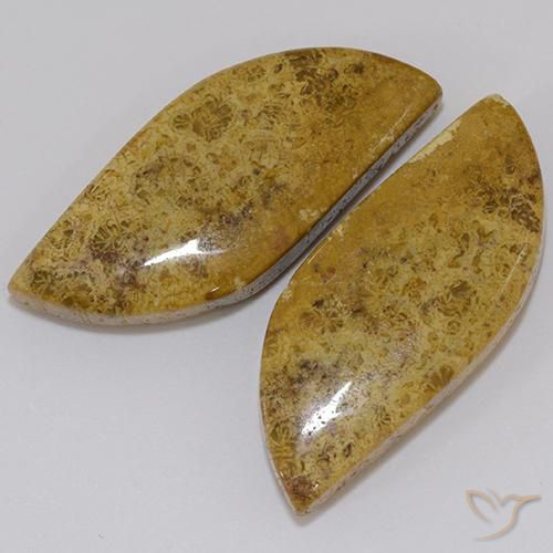 Shop natural 23.61ct マルチカラー 化石サンゴ gems, ファンシー, from インドネシア at GemSelect. In stock, global shipping!