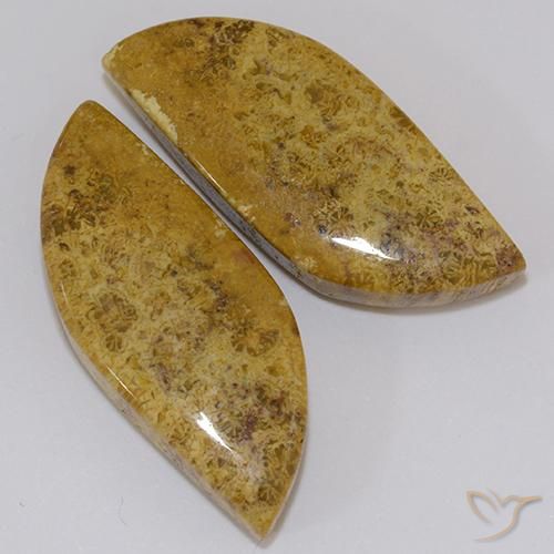 Shop natural 23.61ct マルチカラー 化石サンゴ gems, ファンシー, from インドネシア at GemSelect. In stock, global shipping!