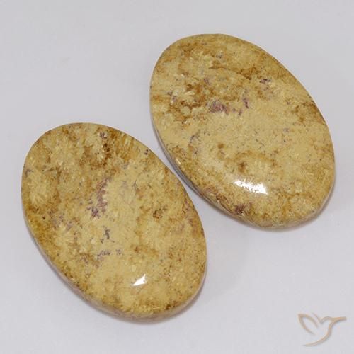 Shop natural 19.18ct マルチカラー 化石サンゴ gems, 楕円形, from インドネシア at GemSelect. In stock, global shipping!