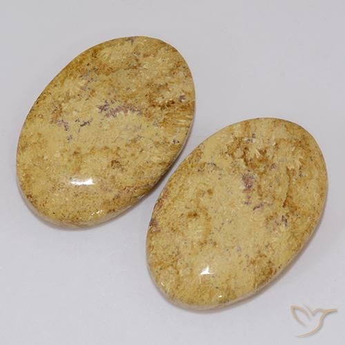 Shop natural 19.18ct マルチカラー 化石サンゴ gems, 楕円形, from インドネシア at GemSelect. In stock, global shipping!
