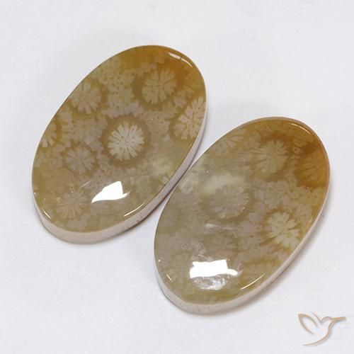 Shop natural 30.48ct マルチカラー 化石サンゴ gems, 楕円形, from インドネシア at GemSelect. In stock, global shipping!
