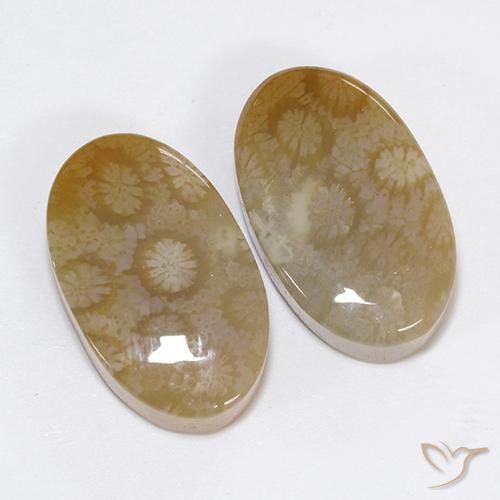 Shop natural 30.48ct マルチカラー 化石サンゴ gems, 楕円形, from インドネシア at GemSelect. In stock, global shipping!