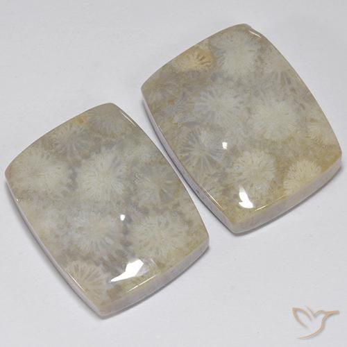 Shop natural 41.05ct マルチカラー 化石サンゴ gems, クッション, from インドネシア at GemSelect. In stock, global shipping!
