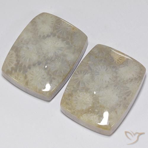Shop natural 41.05ct マルチカラー 化石サンゴ gems, クッション, from インドネシア at GemSelect. In stock, global shipping!