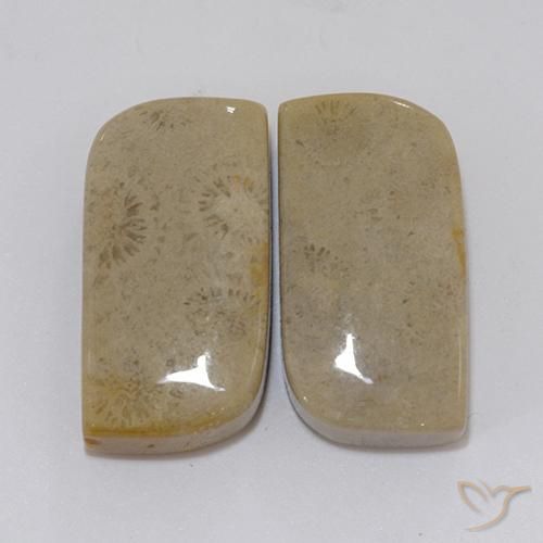 Shop natural 22.46ct マルチカラー 化石サンゴ gems, ファンシー, from インドネシア at GemSelect. In stock, global shipping!