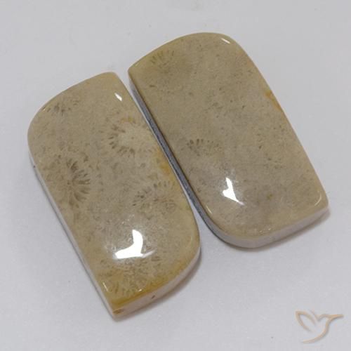 Shop natural 22.46ct マルチカラー 化石サンゴ gems, ファンシー, from インドネシア at GemSelect. In stock, global shipping!