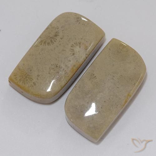 Shop natural 22.46ct マルチカラー 化石サンゴ gems, ファンシー, from インドネシア at GemSelect. In stock, global shipping!