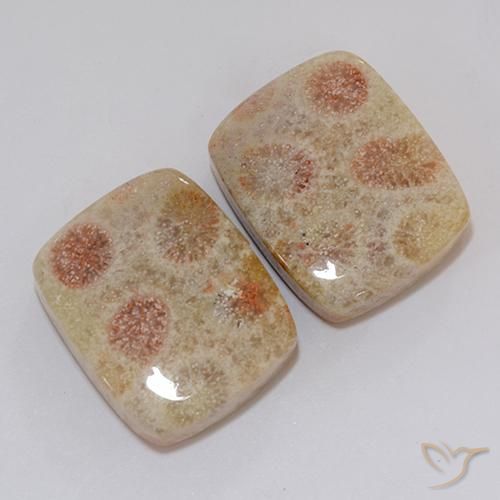Shop natural 37.10ct マルチカラー 化石サンゴ gems, クッション, from インドネシア at GemSelect. In stock, global shipping!