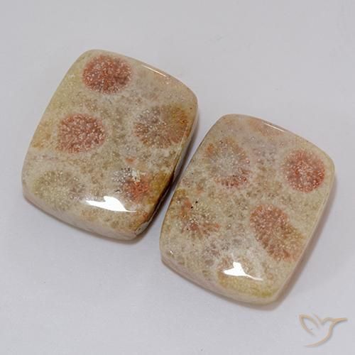 Shop natural 37.10ct マルチカラー 化石サンゴ gems, クッション, from インドネシア at GemSelect. In stock, global shipping!