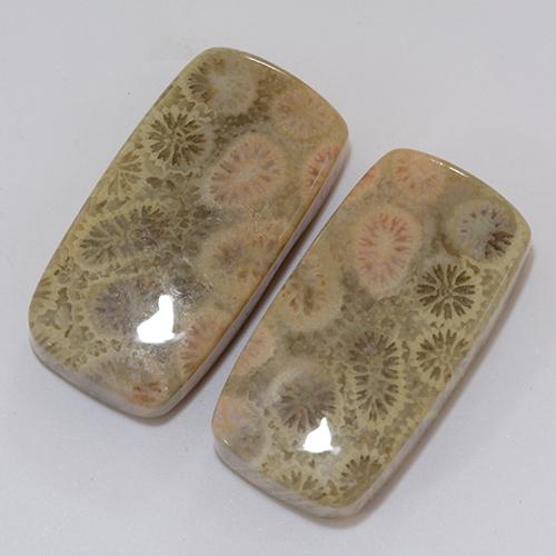 Shop natural 31.95ct マルチカラー 化石サンゴ gems, クッション, from インドネシア at GemSelect. In stock, global shipping!