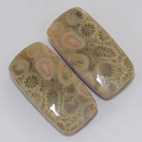 Shop natural 31.95ct マルチカラー 化石サンゴ gems, クッション, from インドネシア at GemSelect. In stock, global shipping!