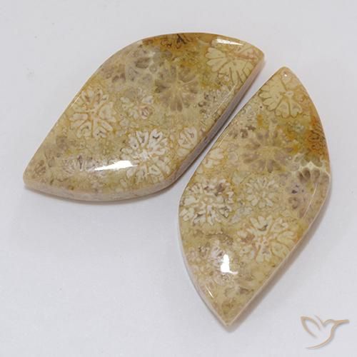 Shop natural 20.45ct マルチカラー 化石サンゴ gems, ファンシー, from インドネシア at GemSelect. In stock, global shipping!