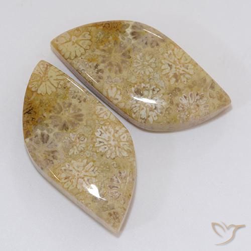 Shop natural 20.45ct マルチカラー 化石サンゴ gems, ファンシー, from インドネシア at GemSelect. In stock, global shipping!