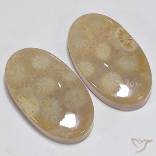 Shop natural 23.63ct マルチカラー 化石サンゴ gems, 楕円形, from インドネシア at GemSelect. In stock, global shipping!