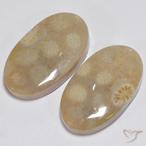 Shop natural 23.63ct マルチカラー 化石サンゴ gems, 楕円形, from インドネシア at GemSelect. In stock, global shipping!