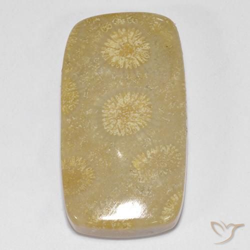 14.52ct 天然 マルチカラー 化石サンゴ, クッション, オペーク