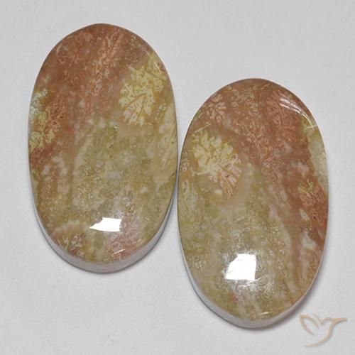 Shop natural 30.58ct マルチカラー 化石サンゴ gems, 楕円形, from インドネシア at GemSelect. In stock, global shipping!