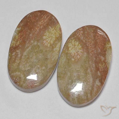 Shop natural 30.58ct マルチカラー 化石サンゴ gems, 楕円形, from インドネシア at GemSelect. In stock, global shipping!