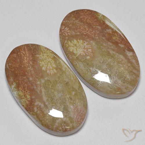 Shop natural 30.58ct マルチカラー 化石サンゴ gems, 楕円形, from インドネシア at GemSelect. In stock, global shipping!
