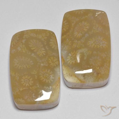 Shop natural 35.99ct マルチカラー 化石サンゴ gems, クッション, from インドネシア at GemSelect. In stock, global shipping!