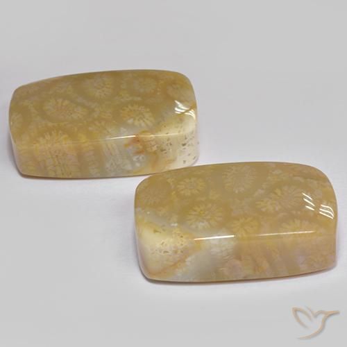 Shop natural 35.99ct マルチカラー 化石サンゴ gems, クッション, from インドネシア at GemSelect. In stock, global shipping!