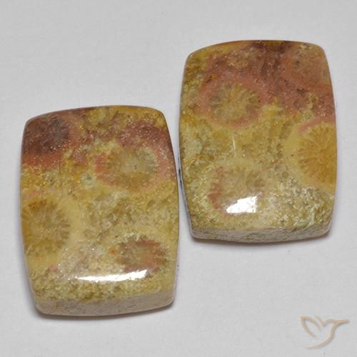 16.64ctw 天然 マルチカラー 化石サンゴ, クッション, オペーク