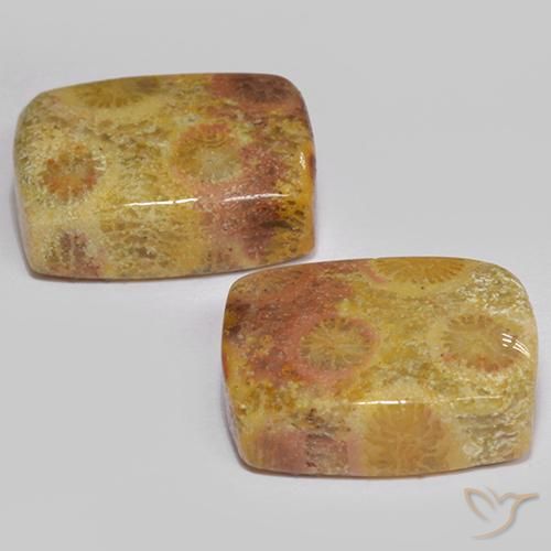 Shop natural 16.64ct マルチカラー 化石サンゴ gems, クッション, from インドネシア at GemSelect. In stock, global shipping!