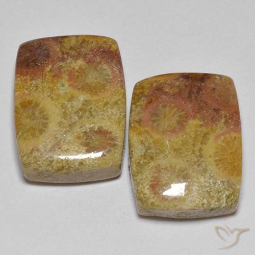 Shop natural 16.64ct マルチカラー 化石サンゴ gems, クッション, from インドネシア at GemSelect. In stock, global shipping!