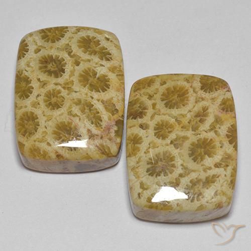27.28ctw 天然 マルチカラー 化石サンゴ, クッション, オペーク