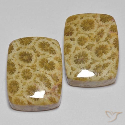 Shop natural 27.28ct マルチカラー 化石サンゴ gems, クッション, from インドネシア at GemSelect. In stock, global shipping!
