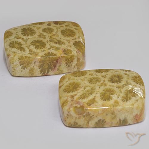 Shop natural 27.28ct マルチカラー 化石サンゴ gems, クッション, from インドネシア at GemSelect. In stock, global shipping!