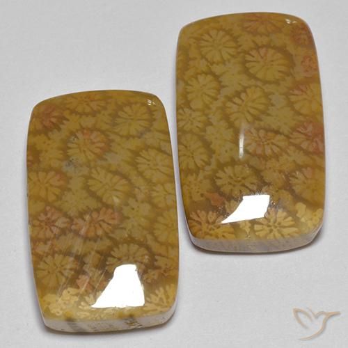 Shop natural 25.75ct マルチカラー 化石サンゴ gems, クッション, from インドネシア at GemSelect. In stock, global shipping!
