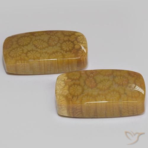 Shop natural 25.75ct マルチカラー 化石サンゴ gems, クッション, from インドネシア at GemSelect. In stock, global shipping!