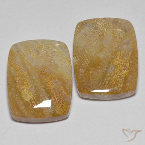 Shop natural 21.49ct マルチカラー 化石サンゴ gems, クッション, from インドネシア at GemSelect. In stock, global shipping!