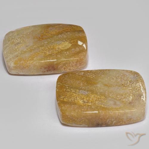 Shop natural 21.49ct マルチカラー 化石サンゴ gems, クッション, from インドネシア at GemSelect. In stock, global shipping!