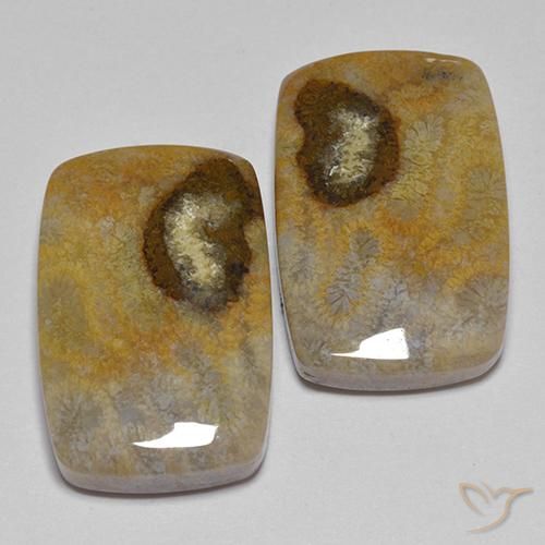 Shop natural 24.86ct マルチカラー 化石サンゴ gems, クッション, from インドネシア at GemSelect. In stock, global shipping!